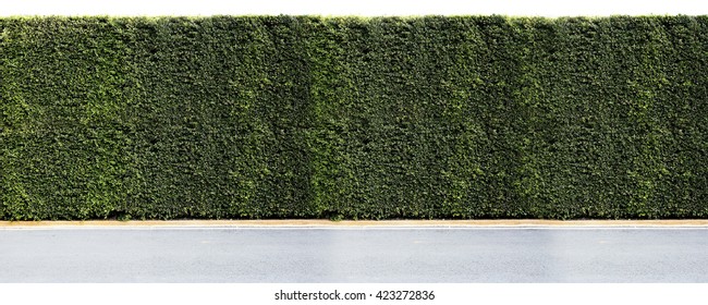 Green Leaves Plant Wall 