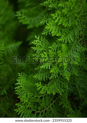 Green leaves of Platycladus orientalis, known as Oriental Arbor vitae, Chinese arborvitae or thuja, Biota, Morpankhi, Peacock feather or Chinese Cedar.