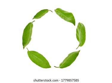 Green leaves of plum tree or tea laid out in a circle, isolated on white background. Collage. Close up, copy space - Shutterstock ID 1779857585