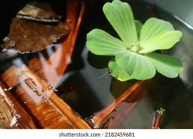 Green leaves of polygonatum multiflorum solomon's seal medicinal plant - Shutterstock ID 2182459681