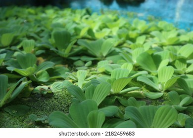 Green leaves of polygonatum multiflorum solomon's seal medicinal plant - Shutterstock ID 2182459683