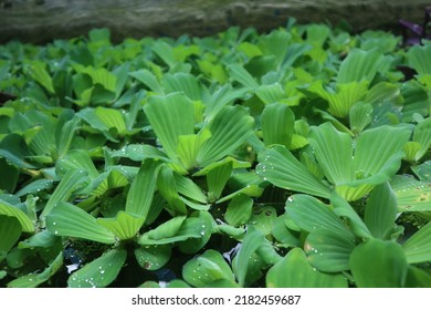 Green leaves of polygonatum multiflorum solomon's seal medicinal plant - Shutterstock ID 2182459687
