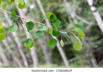 The Green Leaves Of Quaking Aspen (Populus Tremuloides) In The Willow Family (Salicaceae)