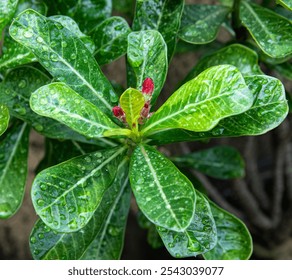 green leaves, red buds, water droplets, fresh natural beauty. Water droplets on lush green leaves, red buds. Green leaves with dewdrops and red budding flowers. Raindrops on green foliage with red bud - Powered by Shutterstock