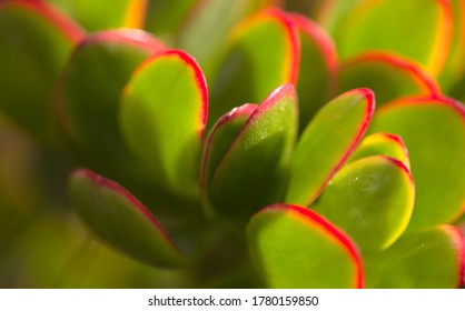 green leaves with red edge of of Crassula ovata, money tree
