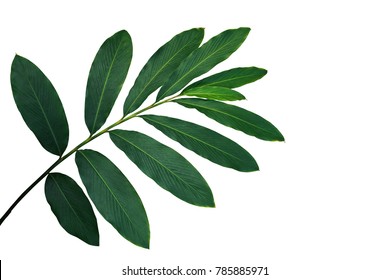 Green Leaves Of Red Ginger (Alpinia Purpurata), Tropical Forest Plant Isolated On White Background, Clipping Path Included.