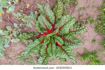 green leaves with red stems and veins - these are leaf beet leaves (known as silver beet, perpetual spinach, beet spinach, seakale or leaf beet)