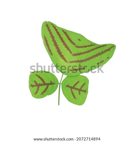 Green leaves with red stripes shaped like butterflies of The Butterfly Hill or Oxalis or Christia Obcordata tree isolated on white background. Close up beautiful exotic green leaves on branch. 