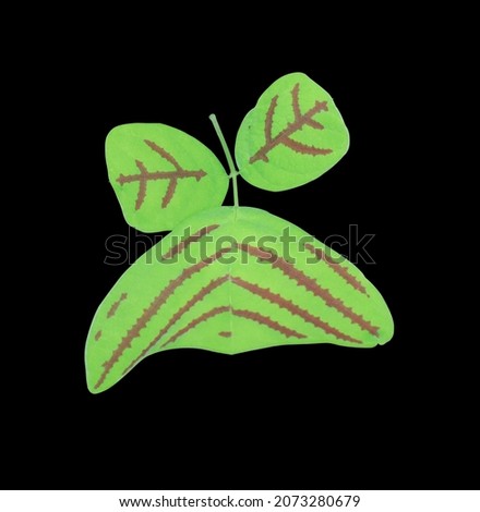 Green leaves with red stripes shaped like butterflies of The Butterfly Hill or Oxalis or Christia Obcordata tree isolated on black background. Close up beautiful exotic green leaves on stalk.