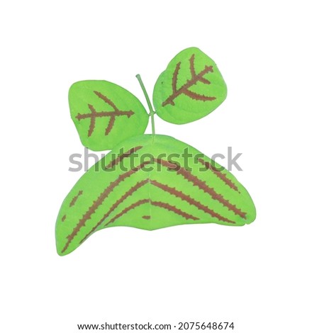 Green leaves with red stripes shaped like butterflies of The Butterfly Hill or Oxalis or Christia Obcordata tree isolated on white background. Close up beautiful exotic green leaves on branch. 