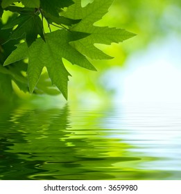 green leaves reflecting in the water, shallow focus - Powered by Shutterstock