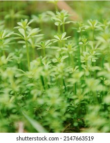 green leaves, refreshing in spring