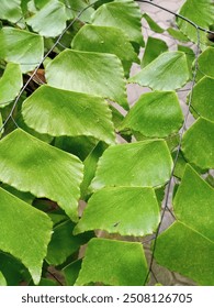 green leaves with a regular pattern