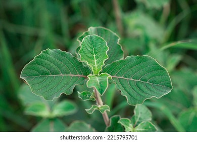 Green Leaves Of Rough-chaffed Flower, Washerman’s Plant, Prickly Chaff-flower (Achyranthes Aspera) In The Natural Tropical Grassland