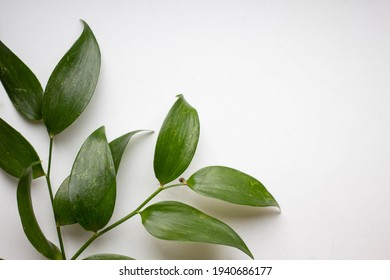 Green Leaves Of Ruscus Italian