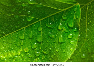 Green leaves with same waredrops
