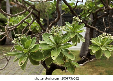 Green Leaves Of Scaevola Taccada