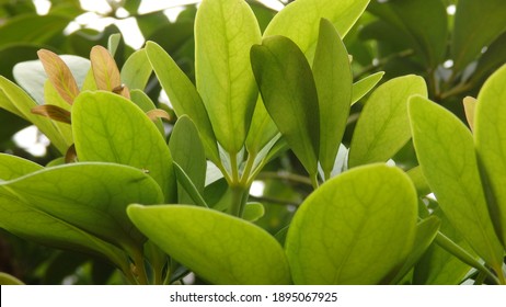 Green Leaves Of Schefflera Grandiflora (or Wali Songo Plant In Indonesia). For Indoor, It Can Purify The Air From Smoke Polution. The Leaves And Bark Can Be Used For Some Deseases Treatment.