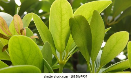 Green Leaves Of Schefflera Grandiflora (or Wali Songo Plant In Indonesia). For Indoor, It Can Purify The Air From Smoke Polution. The Leaves And Bark Can Be Used For Some Deseases Treatment.