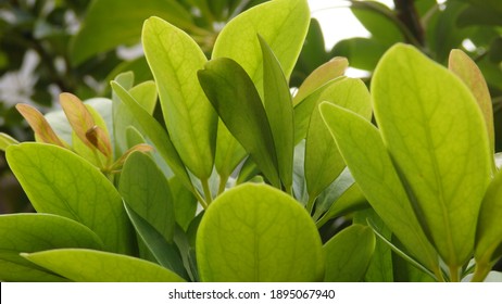 Green Leaves Of Schefflera Grandiflora (or Wali Songo Plant In Indonesia). For Indoor, It Can Purify The Air From Smoke Polution. The Leaves And Bark Can Be Used For Some Deseases Treatment.