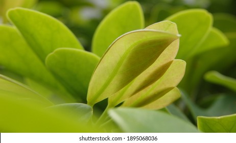 Green Leaves Of Schefflera Grandiflora (or Wali Songo Plant In Indonesia). For Indoor, It Can Purify The Air From Smoke Polution. The Leaves And Bark Can Be Used For Some Deseases Treatment.