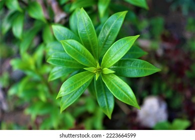 Green leaves with sharp edges on a blurred background - Shutterstock ID 2223664599