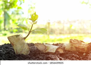 Green Leaves Shoot Sprouting And Growing On A Dry Wood Log Stump On Soil At Sunrise. New Life, Rebirth, Hope, Spring Season, Regeneration, Regrow And Nature Self Healing Concept. 