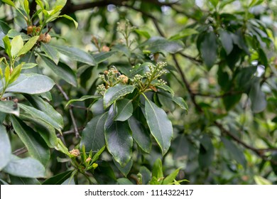 Green Leaves With Small Buds Of Kalmia Latifolia Clementine Churchill Closeup