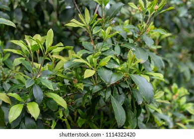 Green Leaves With Small Buds Of Kalmia Latifolia Clementine Churchill Closeup