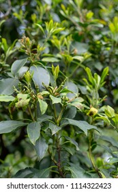 Green Leaves With Small Buds Of Kalmia Latifolia Clementine Churchill Closeup