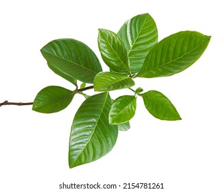 Green leaves, Small green foliage on twig  isolated on white background with clipping path                                                              
