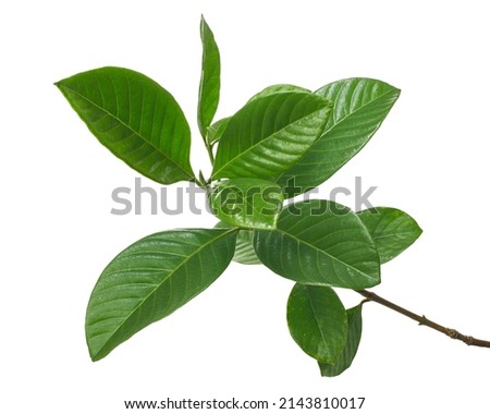 Green leaves, Small green foliage on twig  isolated on white background with clipping path