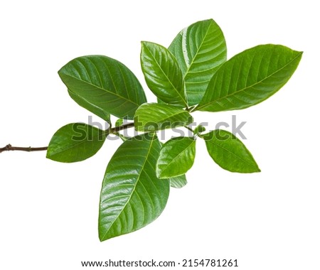 Green leaves, Small green foliage on twig  isolated on white background with clipping path                                                              