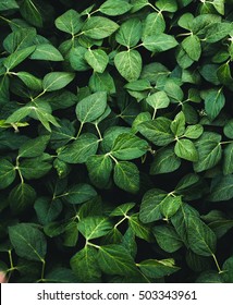 Green Leaves Of Soybean