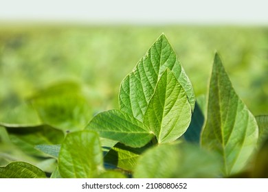 Green Leaves Of A Soybean Plant On The Background Of An Agricultural Field On A Sunny Day. Close-up. Young Crops In Open Ground. Selective Focus.