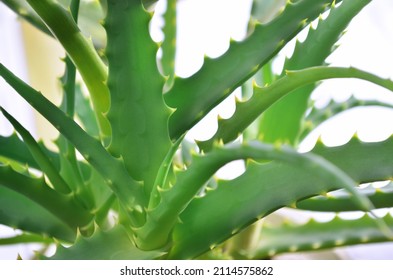 Green leaves with spikes of Aloe arborescens, known as krantz aloe or candelabra aloe. Useful medicinal plant.