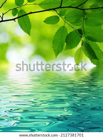 Green leaves spring background and blur nature foliage near the water 
