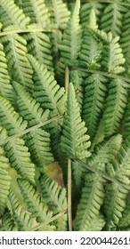 Green Leaves With Spruce Look Alike