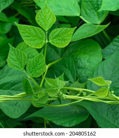 26,907 Kidney bean plant Images, Stock Photos & Vectors | Shutterstock