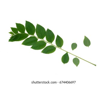 the green leaves of star gooseberry tree on white background