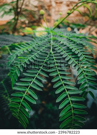 Green leaves and stems of Leucaena leucocephala, Jumpy-bean, jumbay, white leadtree, river tamarind, ipil-ipil, and white popinac, also known as the lamtoro or petai cina tree