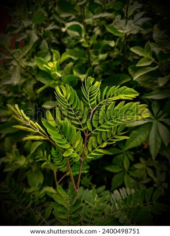 Green leaves and stems of Leucaena leucocephala, Jumpy-bean