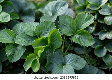 Green leaves of strawberry of garden, natural background of nature. Texture of the leaves.