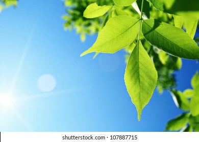 Green Leaves And Sun On Blue Sky