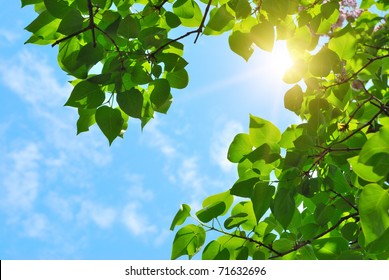 Green Leaves And Sun On Blue Sky