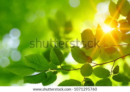 Green leaves and sun in spring.