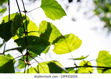 green leaves in the sunlight, designers background, summer