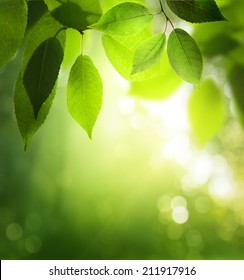 green leaves in sunny forest ஸ்டாக் ஃபோட்டோ