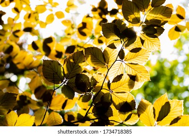 Green leaves in sunshine background