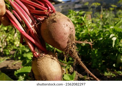 Green leaves of table beet on the bed. Harvest concept. Beets in the garden. - Powered by Shutterstock